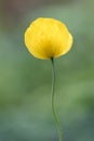 Welsh poppy Papaver cambricum, translucent yellow flower